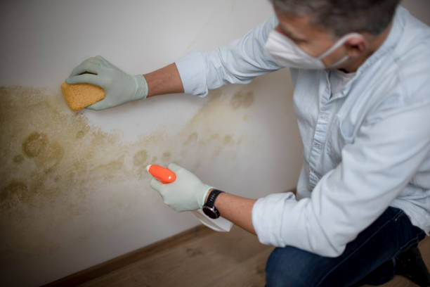 Best Black Mold Removal  in Westland, MI
