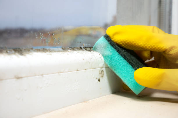 Best Best Mold Removal Companies  in Westland, MI