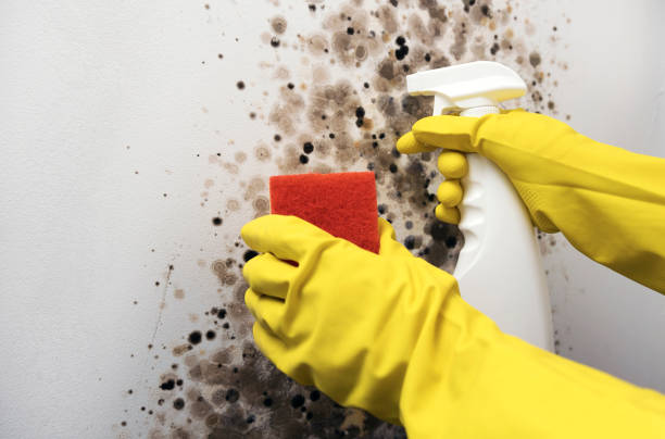 Best Affordable Mold Removal  in Westland, MI