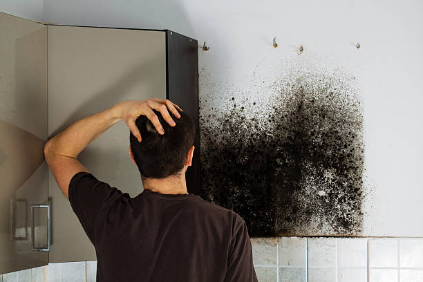 Best Residential Mold Removal  in Westland, MI
