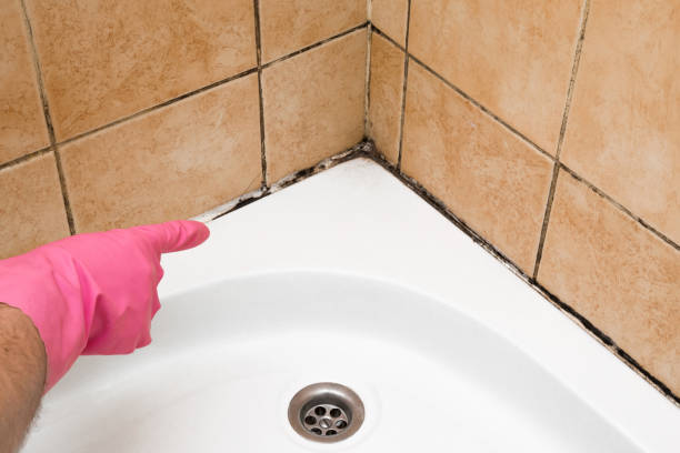 Best Certified Mold Removal  in Westland, MI